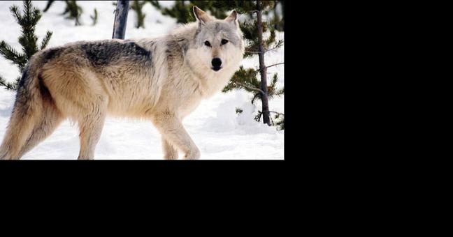 Latest count finds Washington's wolf population is increasing | Northwest - Vimarsana News