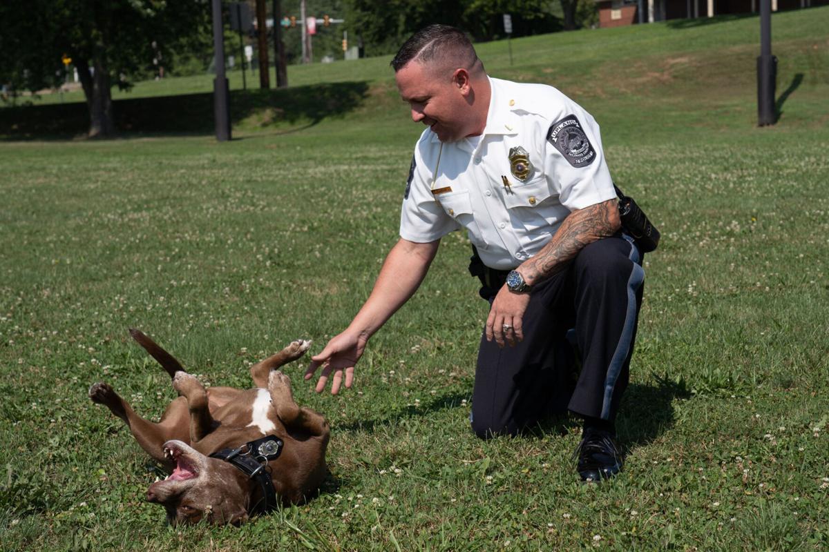 once a rescue dog this pit bull mix is