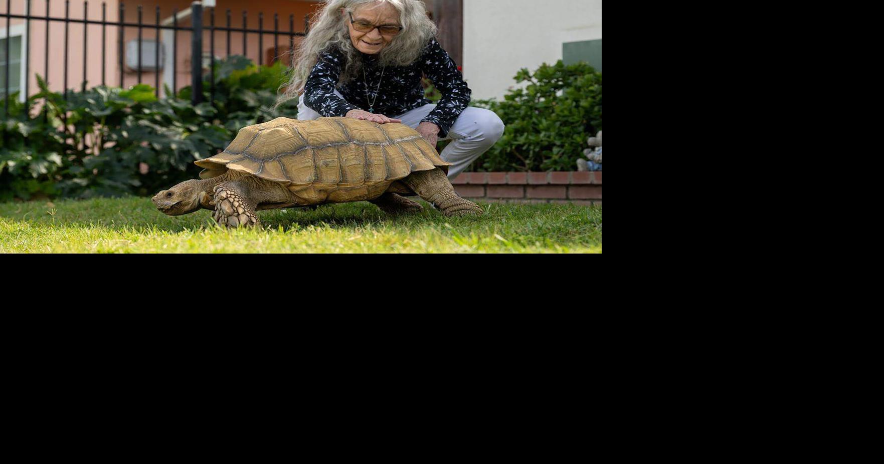 Slim Shady, a California tortoise, needs a new home. His owner has to let it go (go)