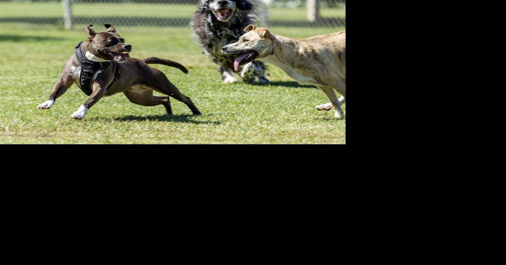How long does a dog get to bark before you can file a complaint? California city counts the minutes