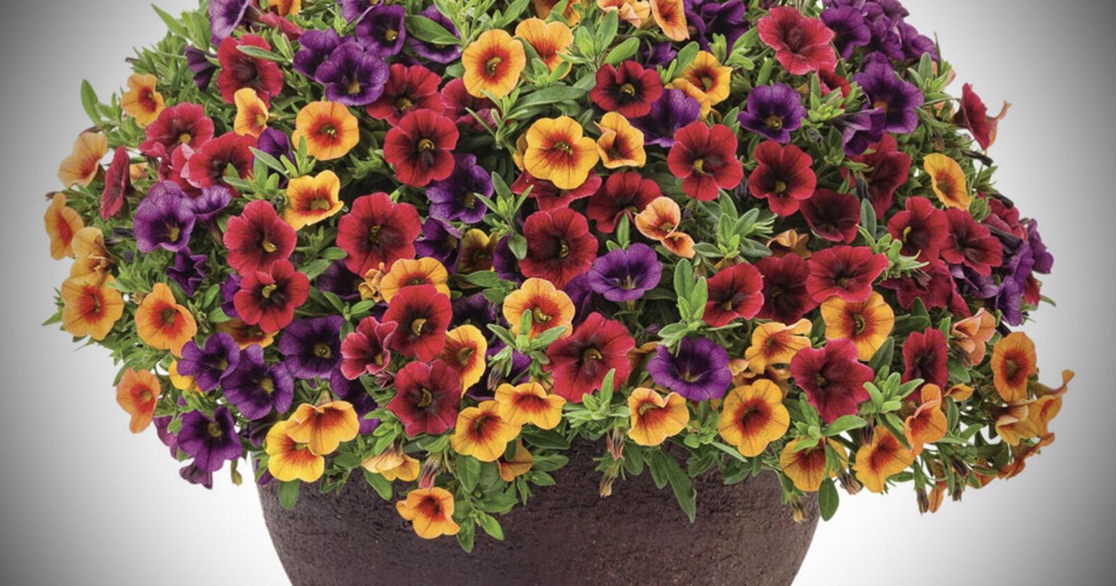 On Gardening: To avoid stress designing containers, keep it 'all in the family' | Lifestyle - Vimarsana News