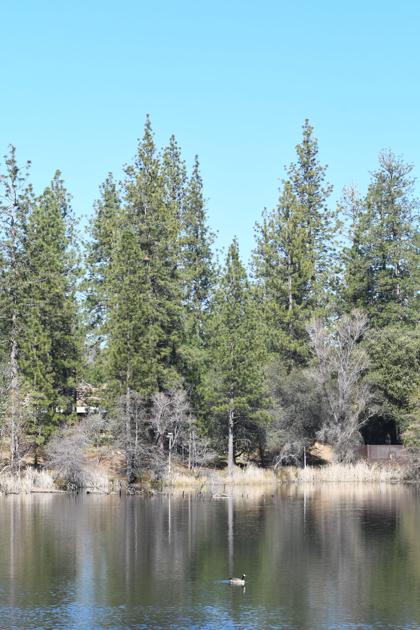 Tuolumne County Wildland Fire Fuel Project Uniondemocrat Com