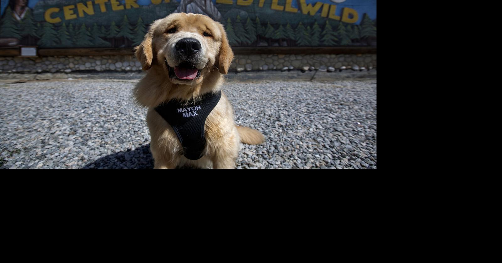 The unusual story of how a dog became a town&rsquo;s mayor