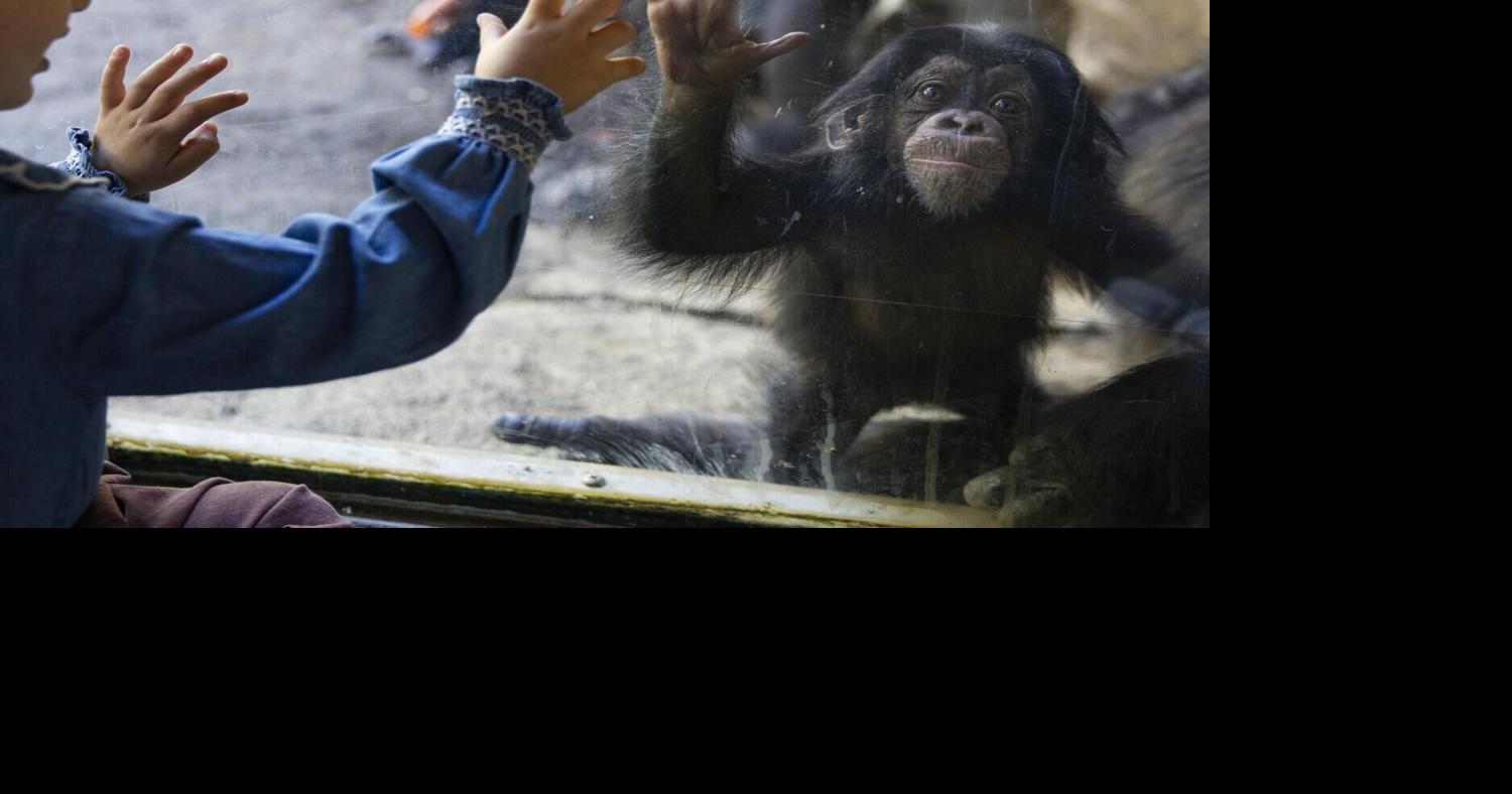Years of planning culminate in 'baby boom' of great apes at LA Zoo. Here's how they did it