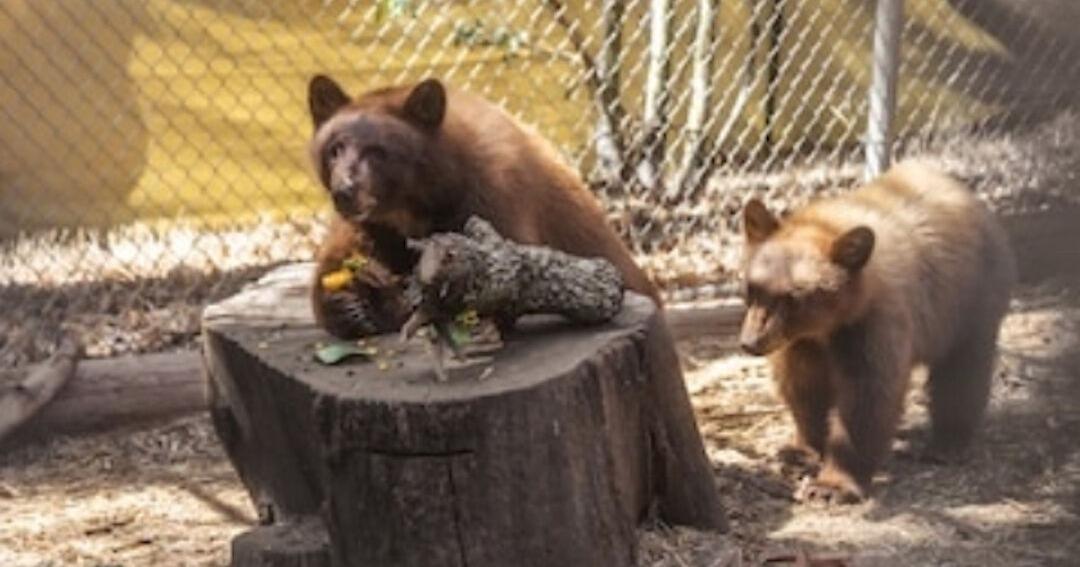 State wildlife officials release orphaned bear cubs back in Calaveras County
