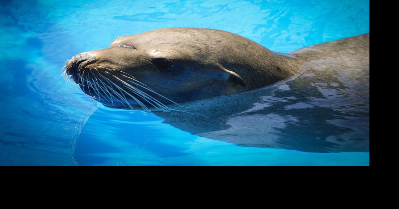 Wayward sea lion is back — this time found in a San Diego storm drain