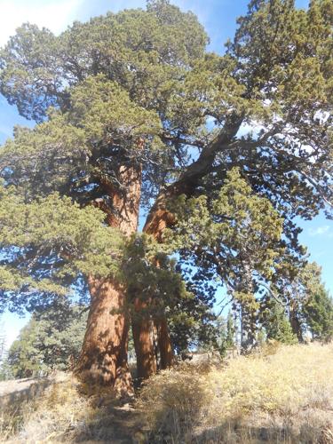 Herb to Know: Juniper - Mother Earth Living