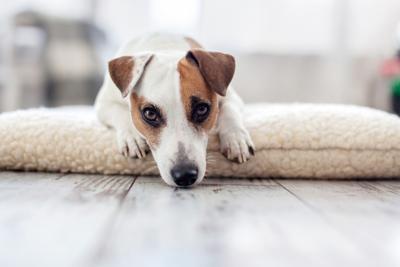 Your dog doesn't want you going to work or on vacation. How to handle  separation anxiety | Lifestyle | uniondemocrat.com