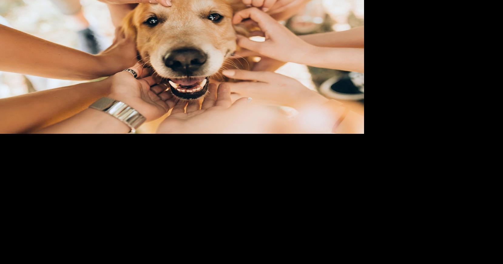 Dogs heighten our sense of community, but cats don't, research shows