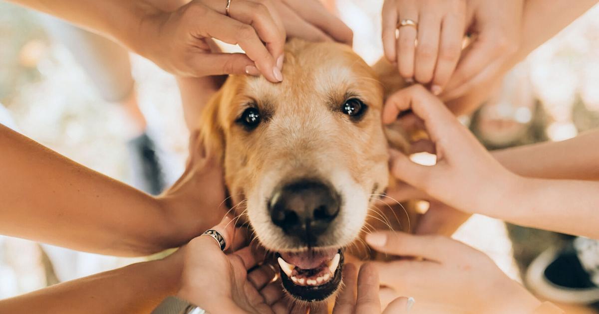 Dogs heighten our sense of community, but cats don't, research shows | Lifestyle
