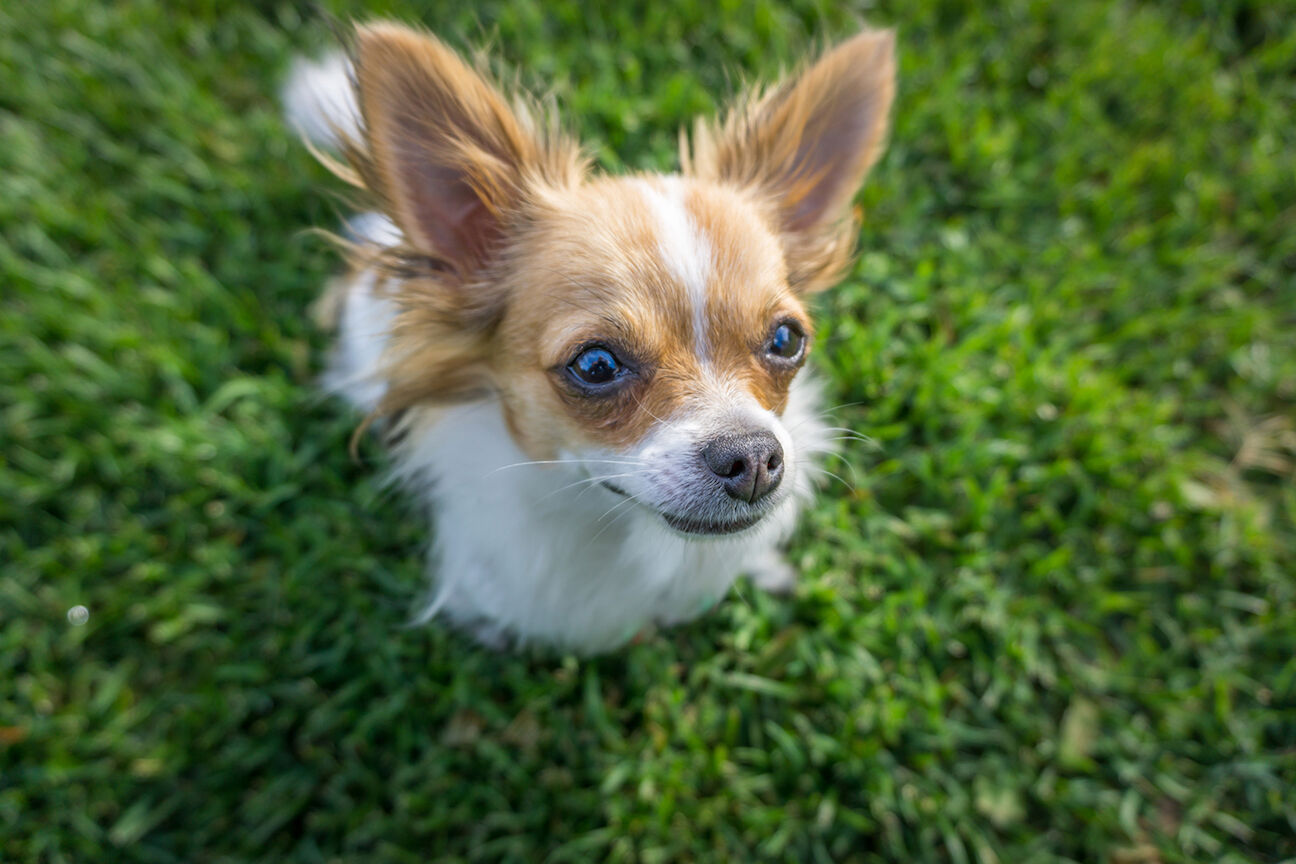 Chihuahua store in pain