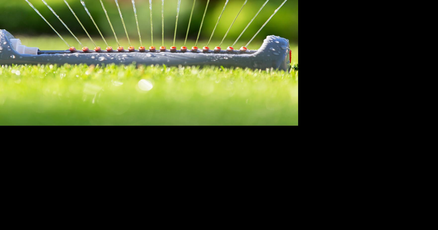 Turf is out. Native grasses are in. Here are 4 lush low-water options