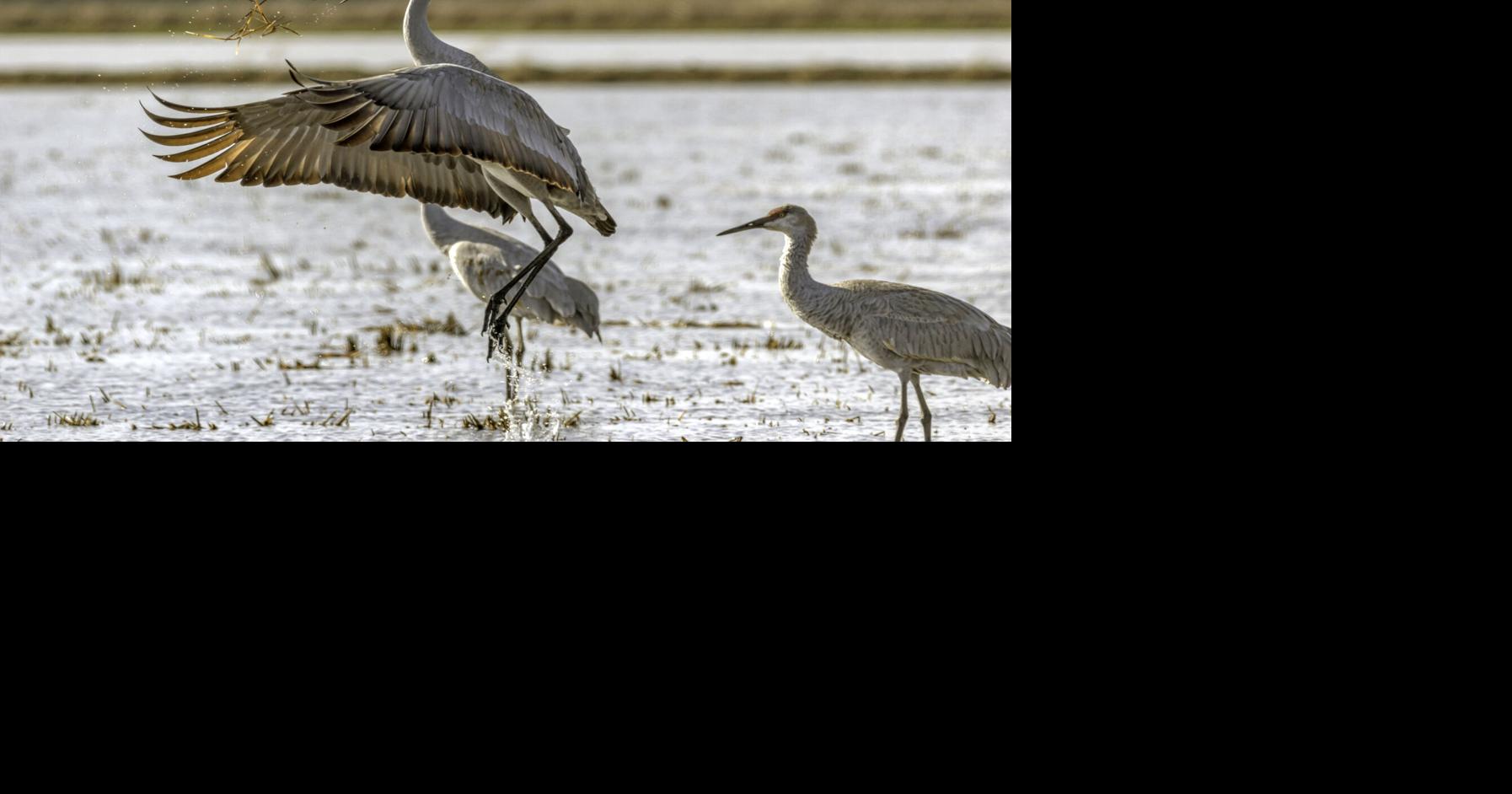 Central Sierra Audubon Society invites the community to learn about Sandhill cranes