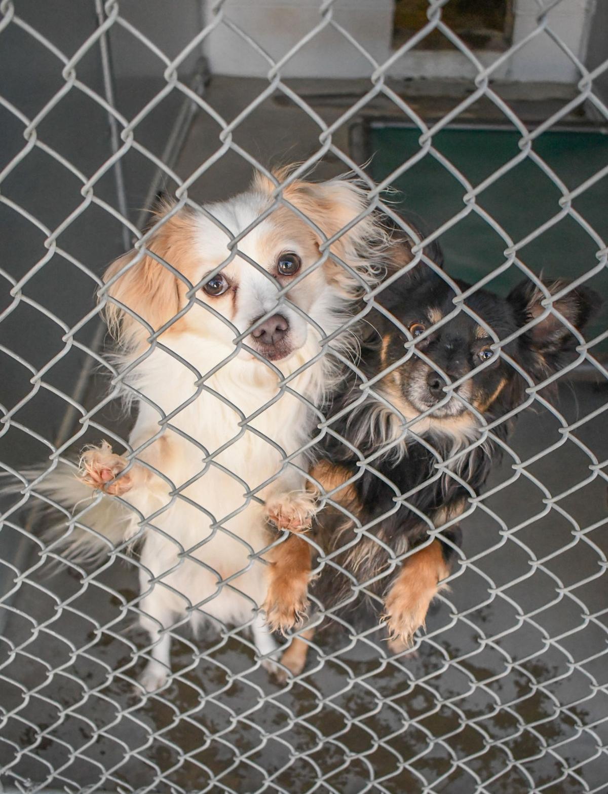 Animal Seizure In Copperopolis News Uniondemocrat Com