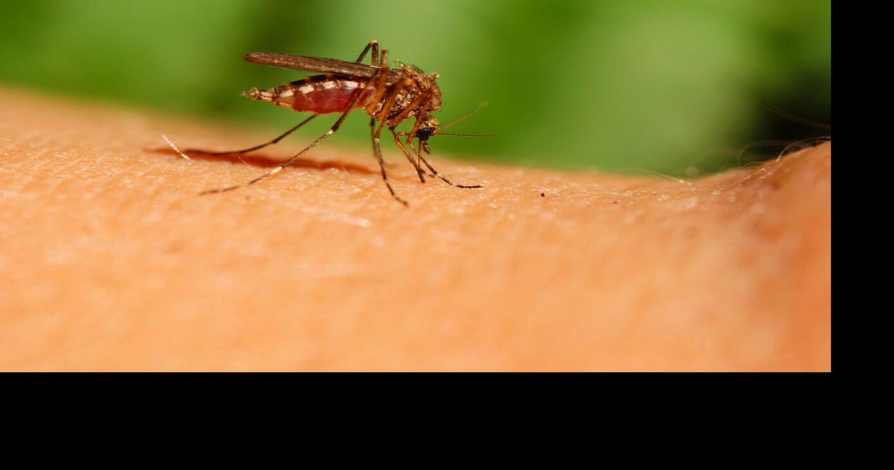West Nile virus lands Tuolumne County resident in hospital