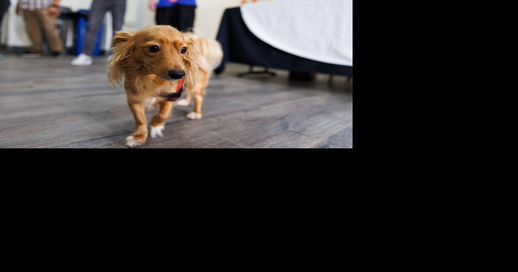 Pets in homeless shelters? Allowing them can preserve ‘a life-saving bond’