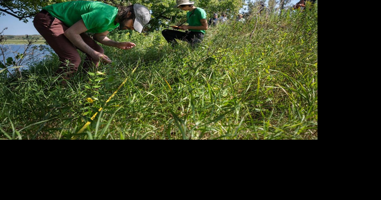 To bring a prairie back to life, burn it