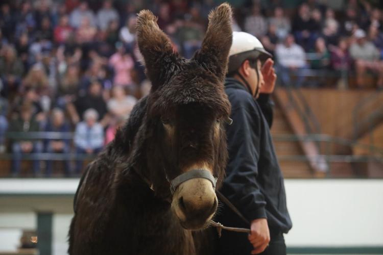 First donkey basketball event since 2019 raises 1K for Tuolumne Lumber