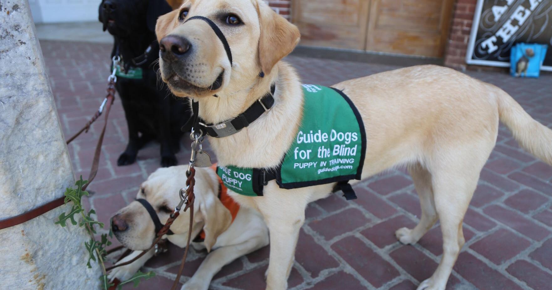 More puppy raisers sought by Sonora chapter of Guide Dogs for the Blind - Vimarsana News