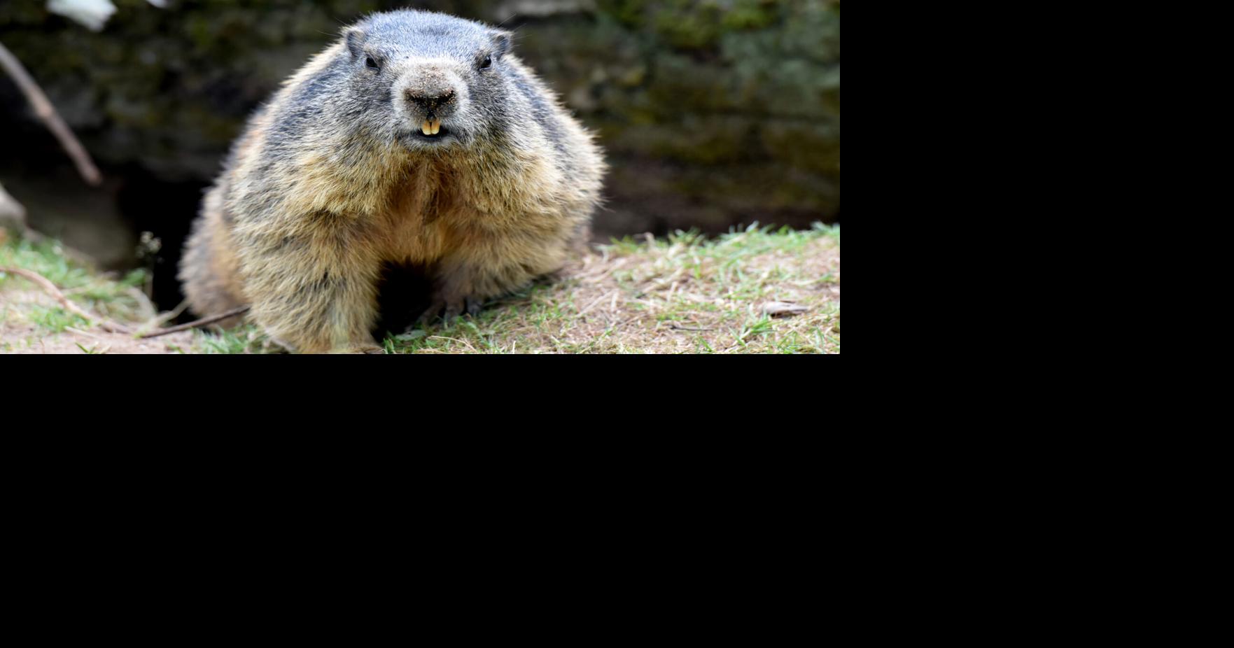 Marmots got money troubles: Cuts to UCLA research lead scientists to OnlyFans