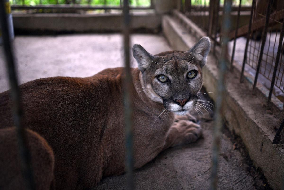 The cougar in that viral video looked scary, but experts say the runner was  safe | Lifestyle 