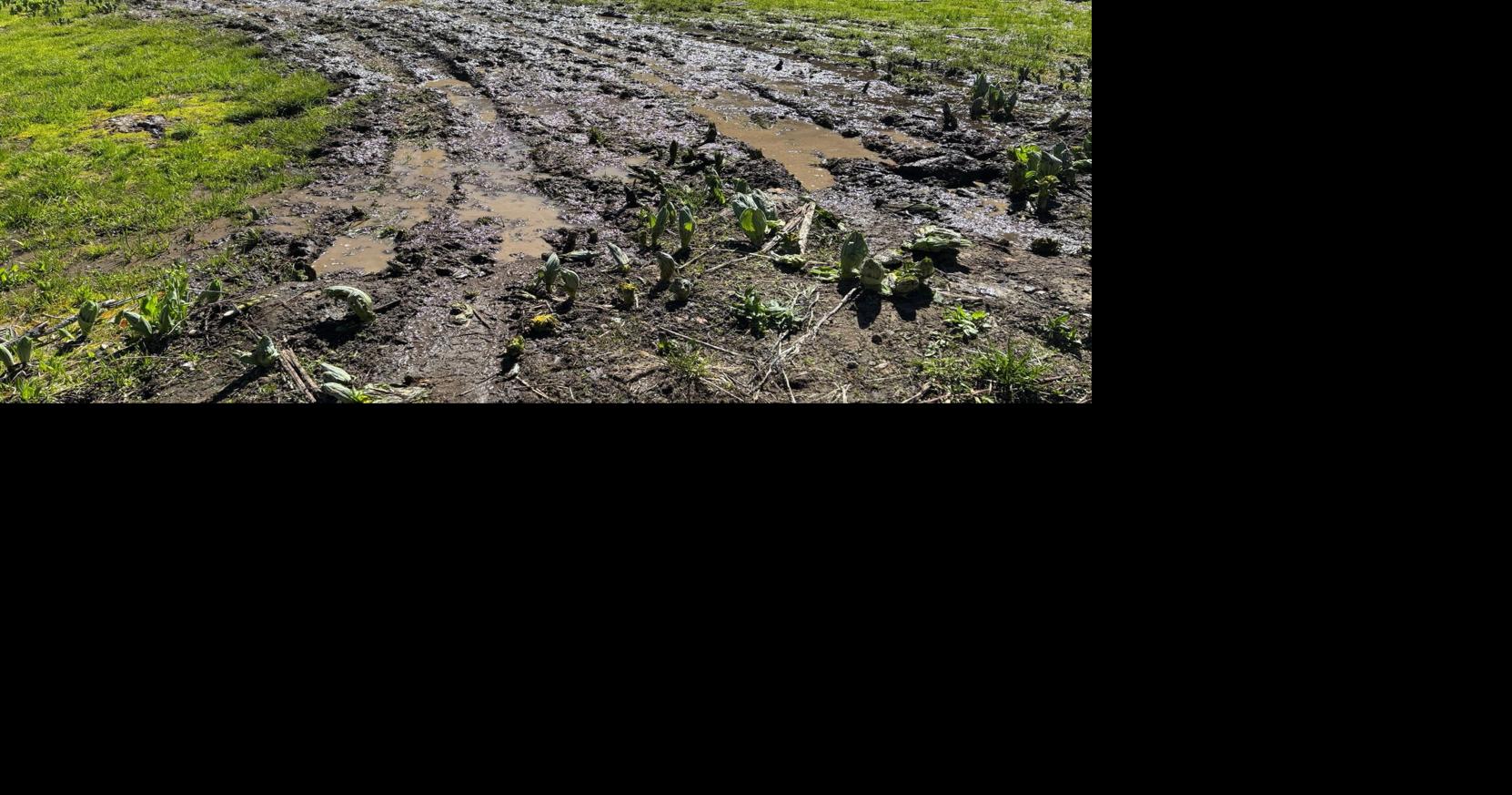 Meadow damage prompts Forest Service to reclose Herring Creek Road section