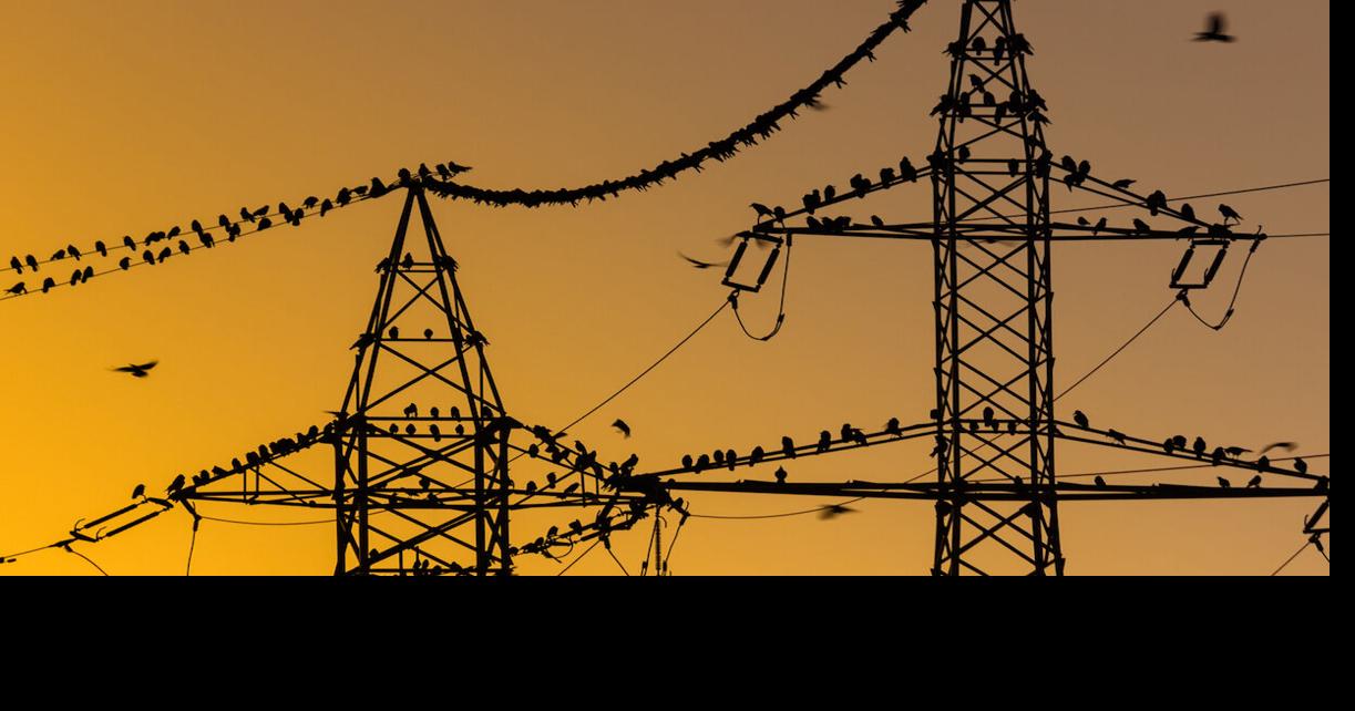 Pets Q&A: Why are birds perching on power lines above highway? | Lifestyle