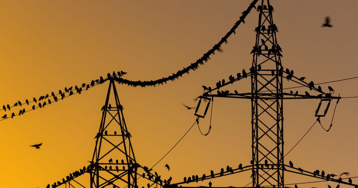 Pets Q&A: Why are birds perching on power lines above highway? | Lifestyle Pets Q&A: Why are birds perching on power lines above highway? | Lifestyle