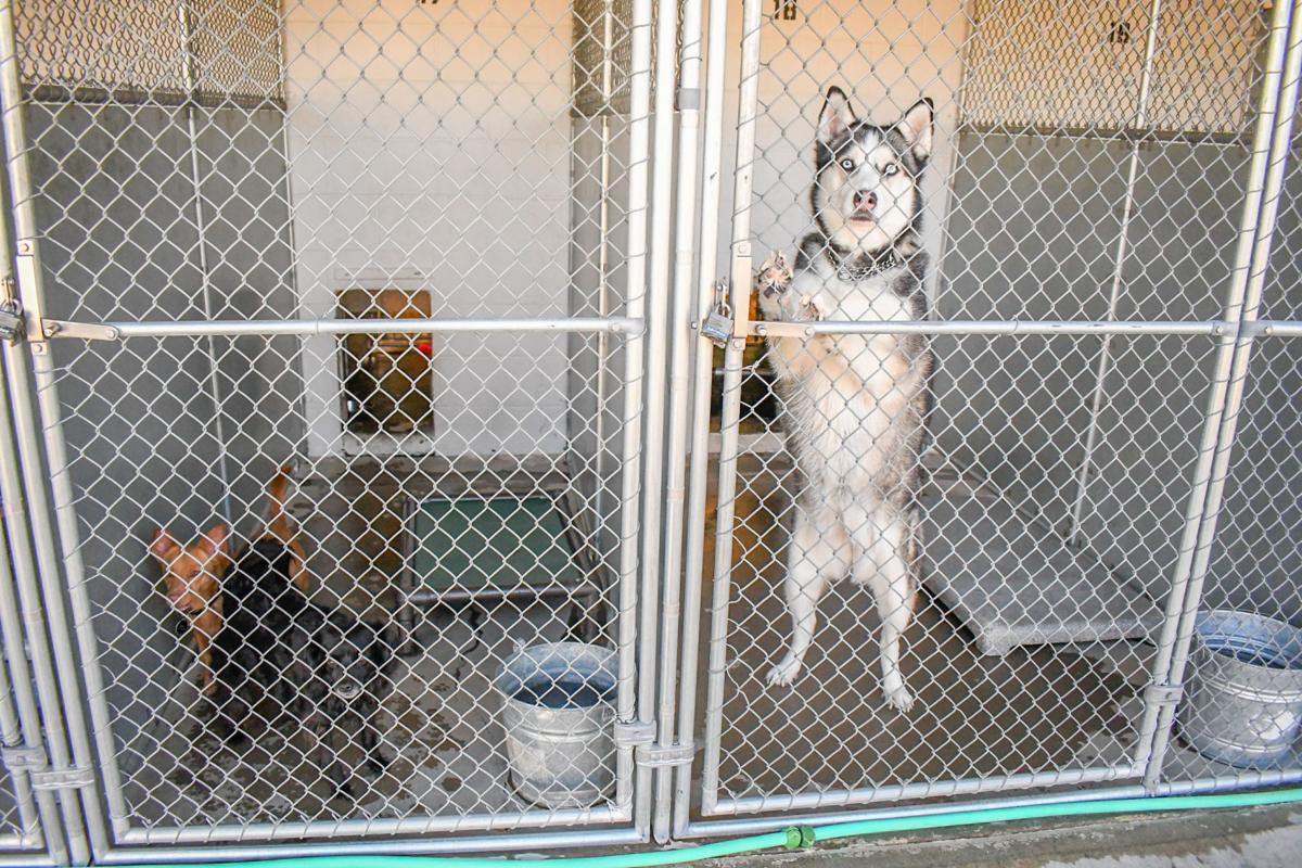 Animal Seizure In Copperopolis News Uniondemocrat Com