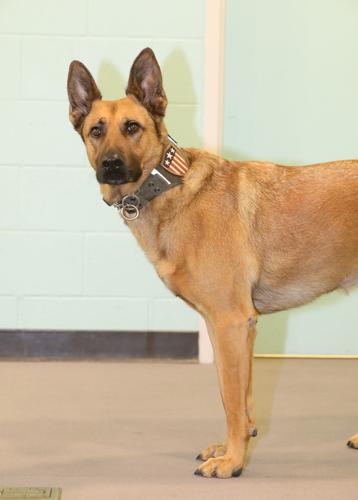 Officer Gus: Police department welcomes new therapy dog