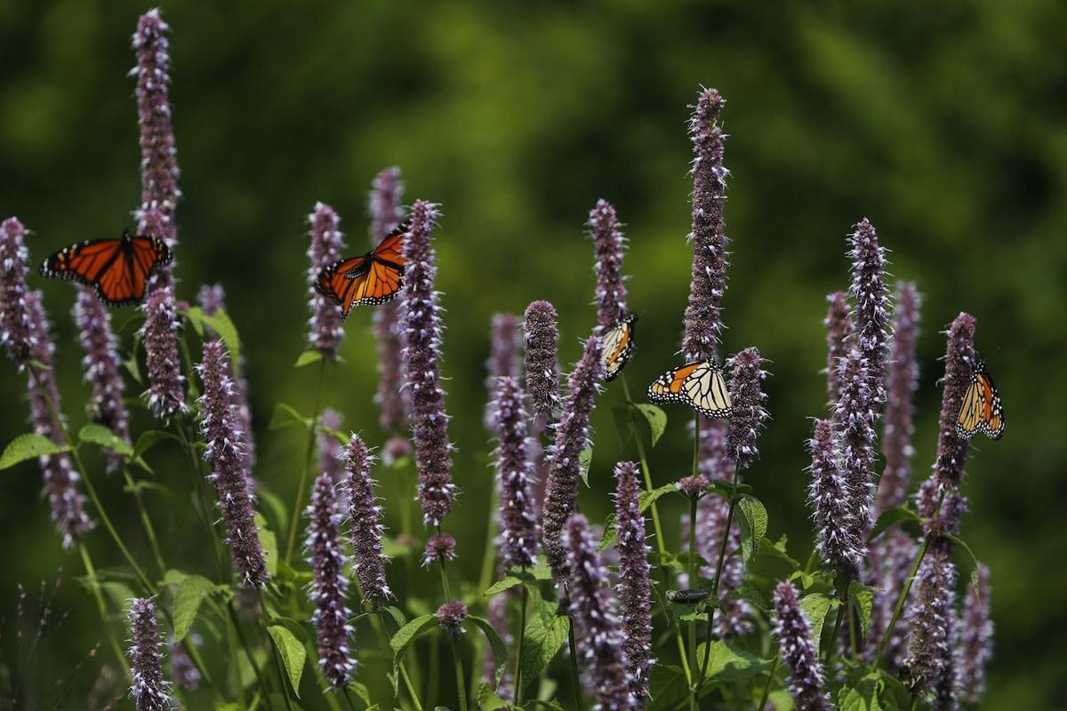 Some Monarch Butterfly Populations Are Rising. Is It Enough to