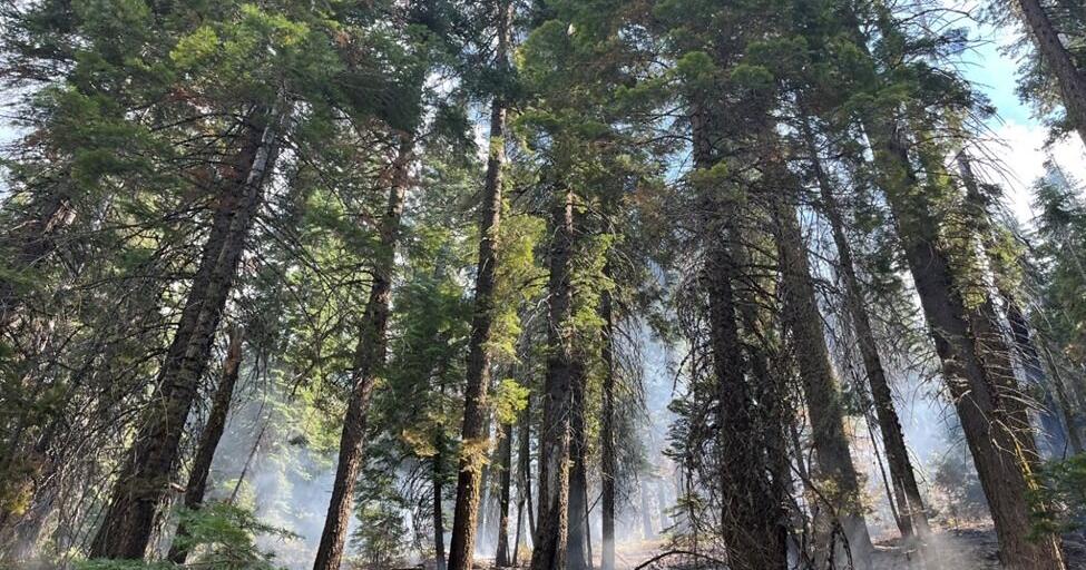 Final environmental impact statement issued for 162,000-acre SERAL forest project - Vimarsana News