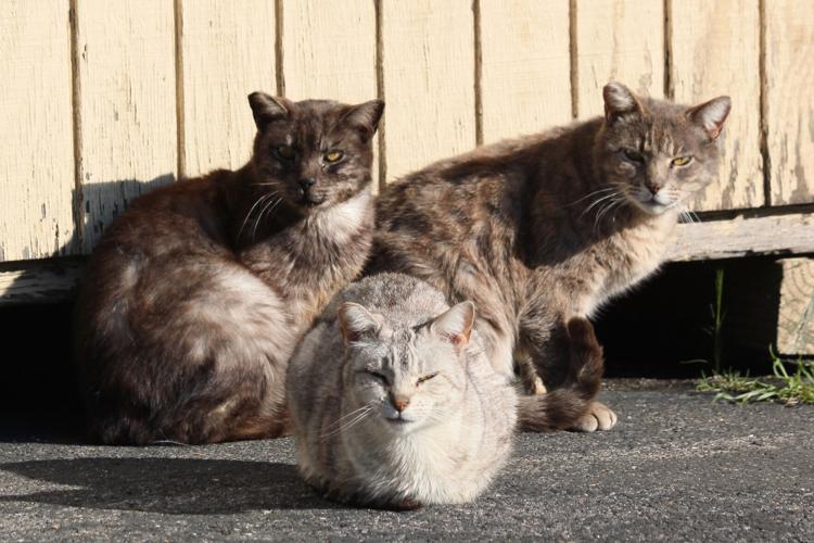 Carol's Ferals - Feral Friends, Over the past 14 years