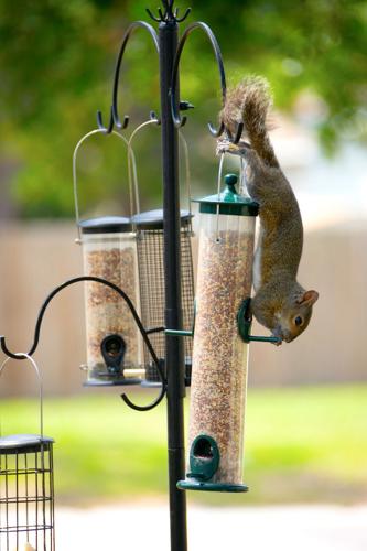 Pets Q&A: How to deal with squirrel problem? | Lifestyle ...