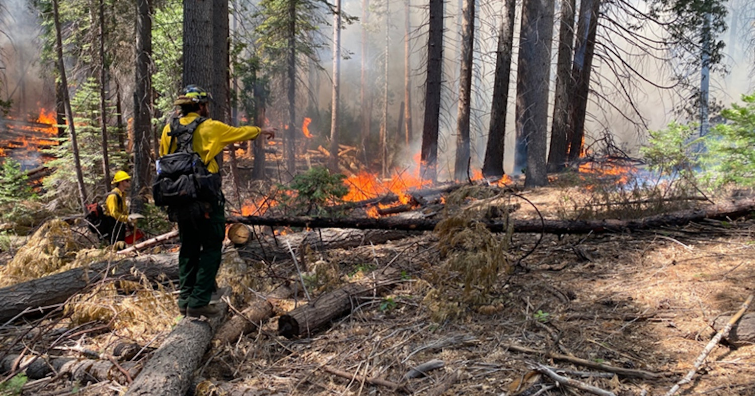 Prescribed burning planned to begin next week at Calaveras Big Trees - Vimarsana News