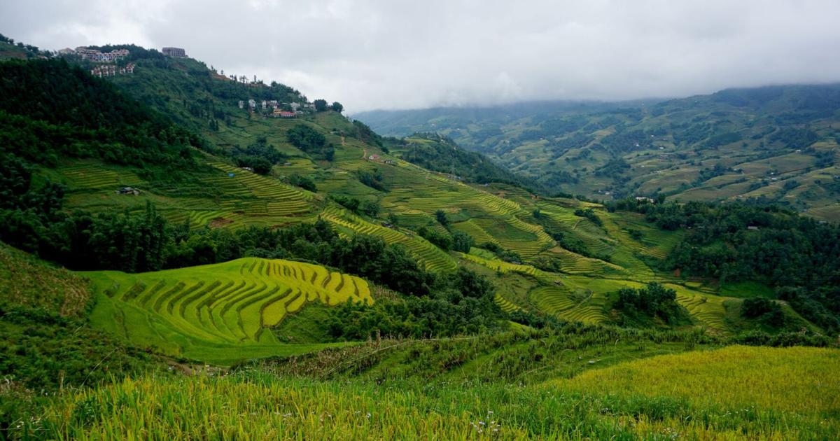 Studi tentang beras di Jepang menyoroti manfaat varietas hitam dan hijau