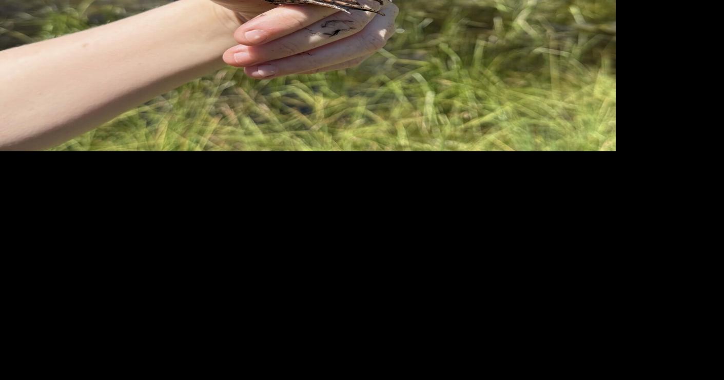 Endangered red-legged frog makes comeback in Yosemite Valley