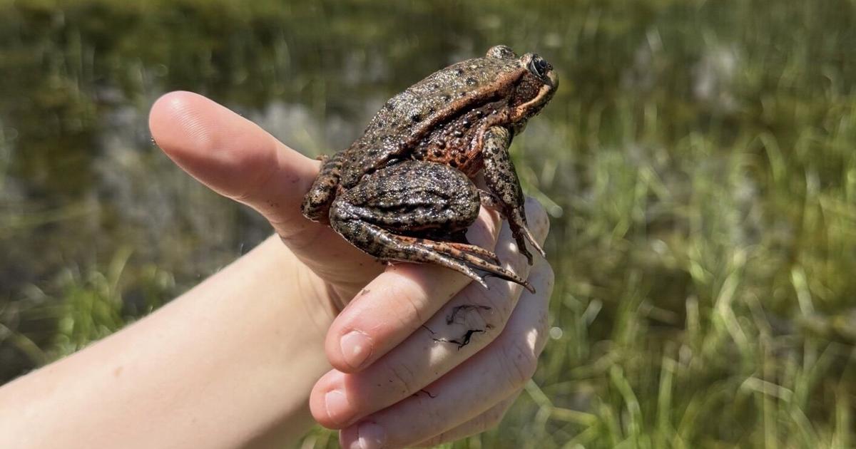 Endangered red-legged frog makes comeback in Yosemite Valley