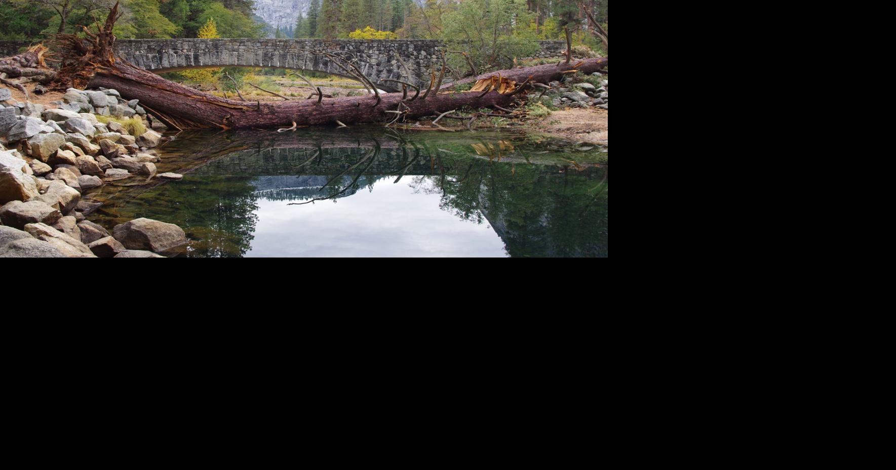 Landmark tree, namesake of Yosemite Valley's Sugar Pine Bridge, comes ...