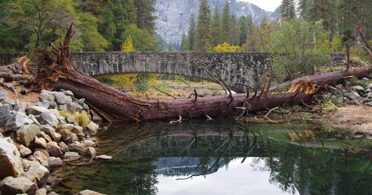 Landmark tree, namesake of Yosemite Valley's Sugar Pine Bridge, comes ...