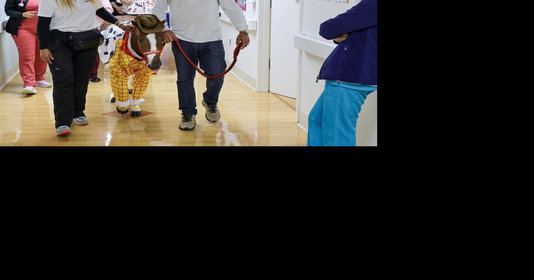 Horses making the rounds at Florida hospitals