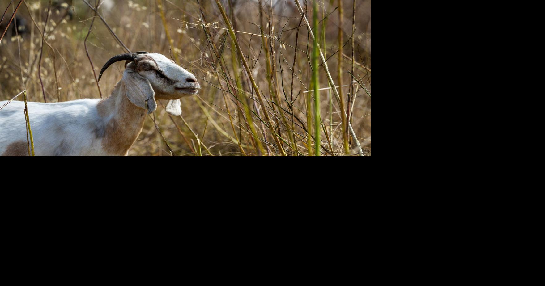 These bleating firefighters have an insatiable appetite for wildfire fuel — weeds