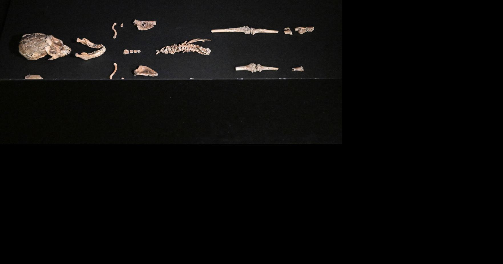 New fossils suggest human evolution was more crowded than scientists thought