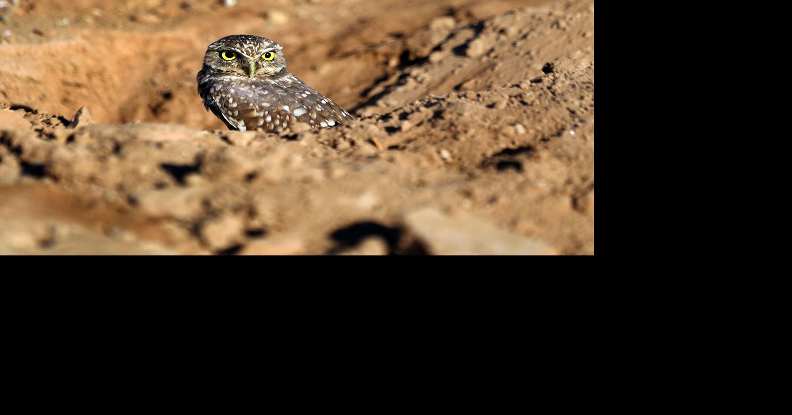 ‘Goofy’ owls that nest underground become candidate for endangered status