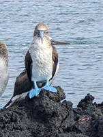 Cheryl Kimball Nature Talks: My Galapagos excursion was a bird paradise