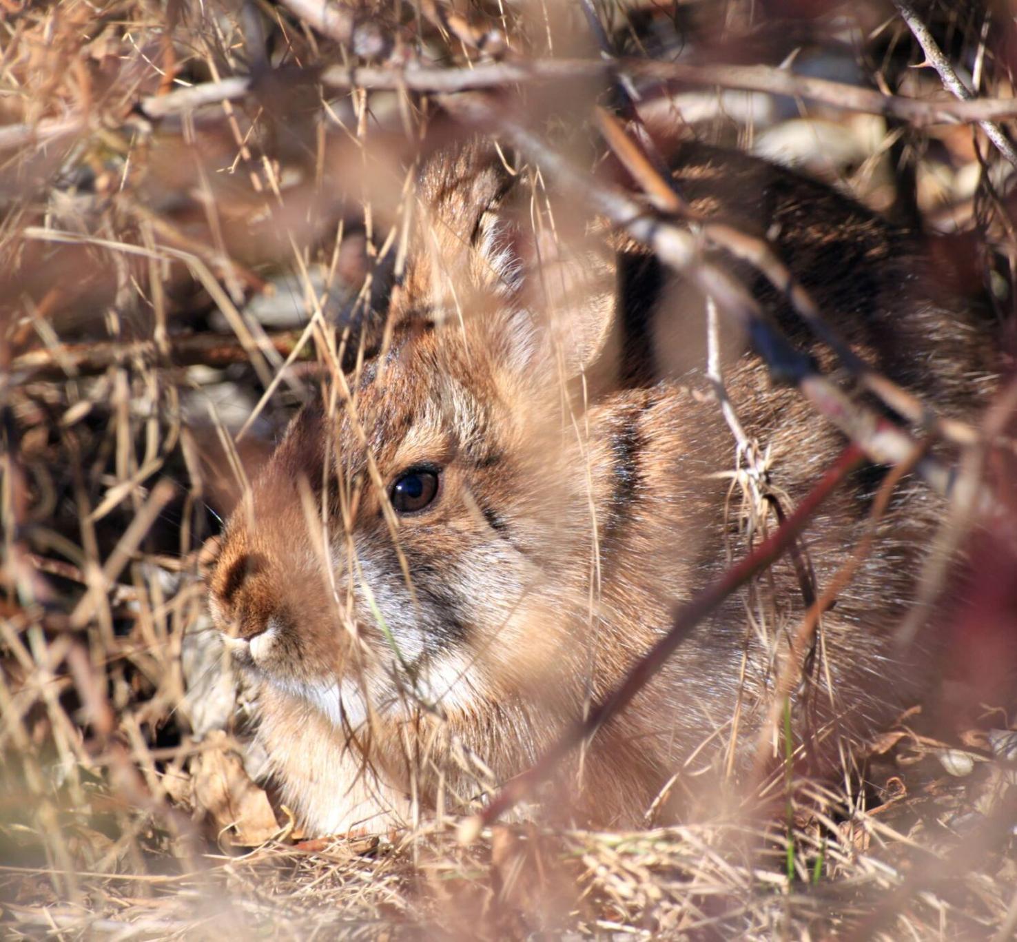 What’s up, doc? Some rabbits are rampant, others are endangered ...