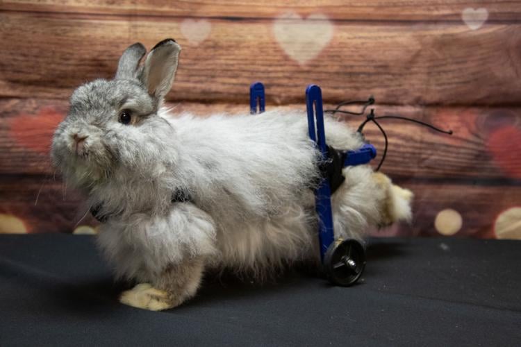 Disabled rabbit with a golden cape a calendar pinup instead of deceased