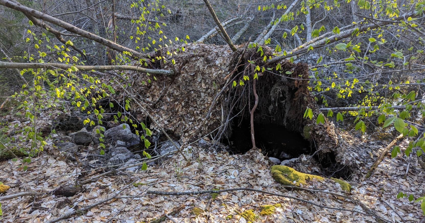 Cheryl Kimball's Nature Talks: The woods will be a mess for a while - Vimarsana News