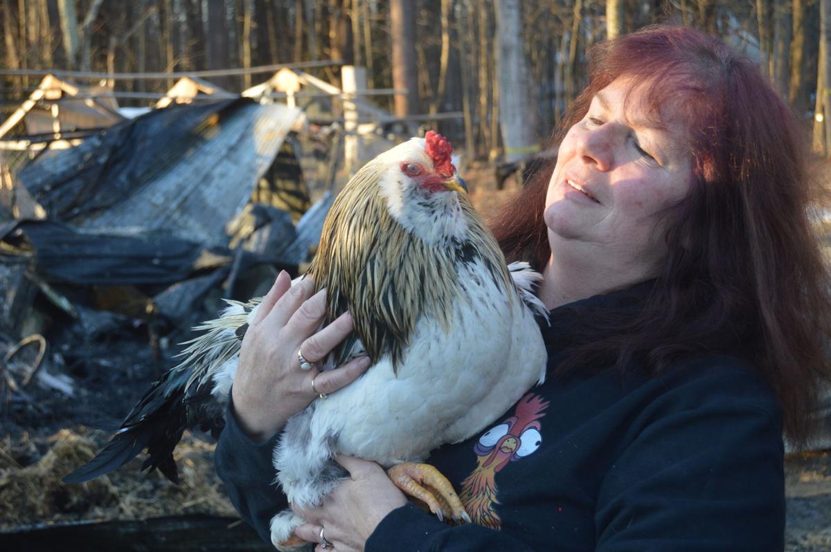 Epping barn fire kills roosters, chickens; 'Miracle' survives Public