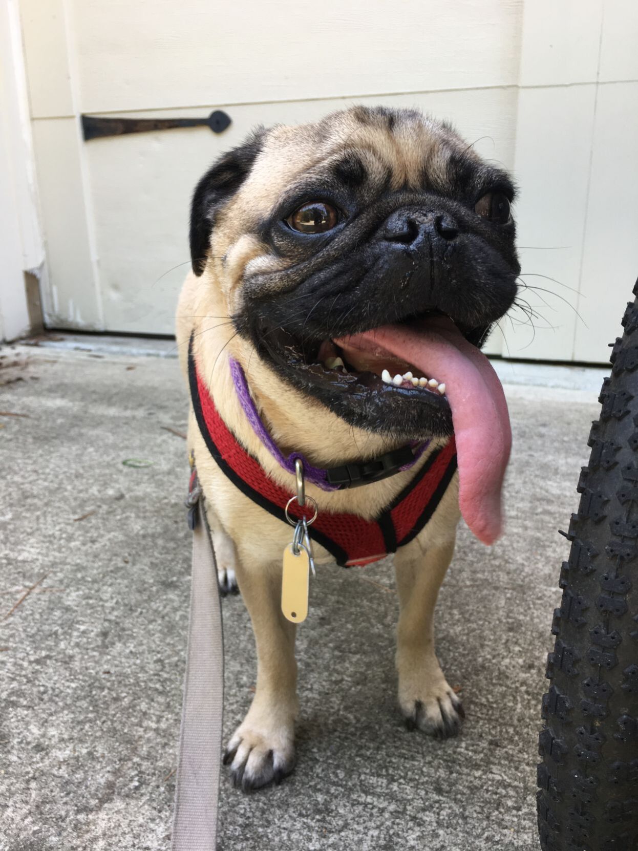 first pug